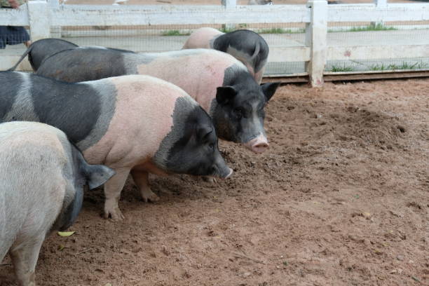 istock Pigs and daily activities 2181898178