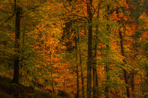 Experience the tranquility of an autumn forest with vibrant golden and green leaves. This image captures the beauty and serenity of fall nature.