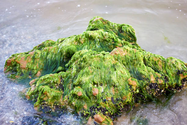 A piece of limestone on the seashore covered with algae