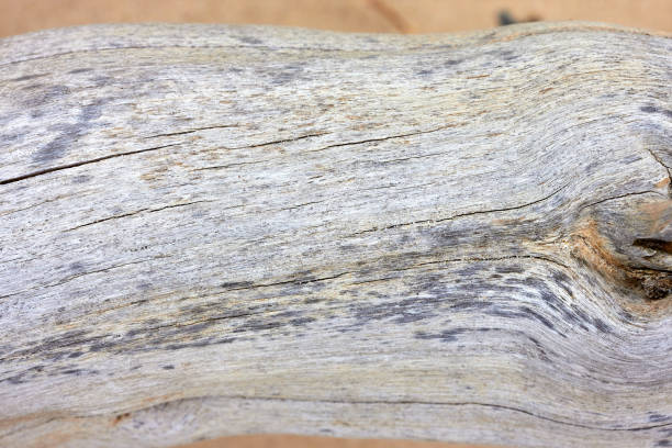 Close up fragment of driftwood (snag) tree