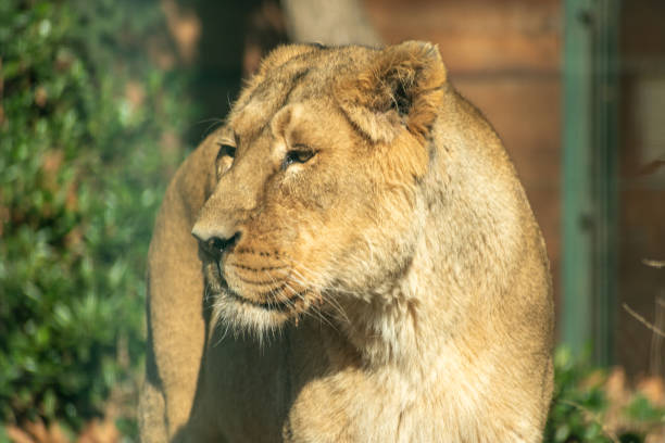 The female white lion is stay in garden