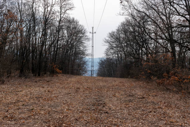 Electric pylon in autumn forest
