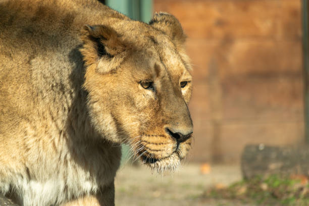 Lion in Budapest Zoo