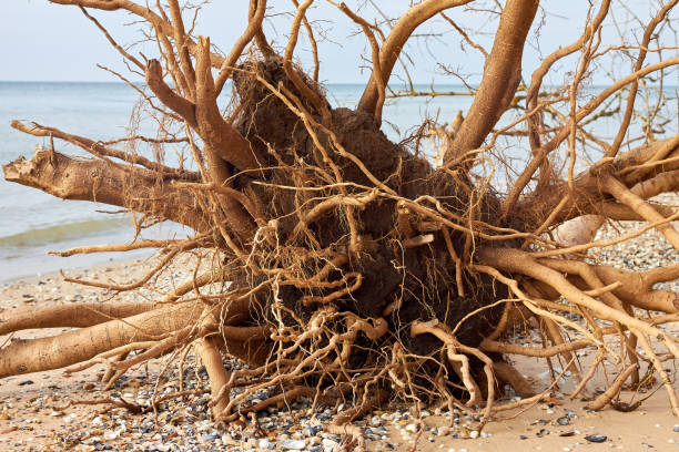 “Ein gewaltiger Sturm braut sich am Strand von Dänemark zusammen, während die letzten Strahlen des Sonnenuntergangs den Himmel in dramatische Farben tauchen. Die Wellen schlagen heftig gegen den Strand, und der Wind wirbelt den Sand auf. Der Kontrast zwischen dem stürmischen Meer und dem sanften, goldenen Licht des Sonnenuntergangs schafft eine eindrucksvolle und kraftvolle Atmosphäre.”