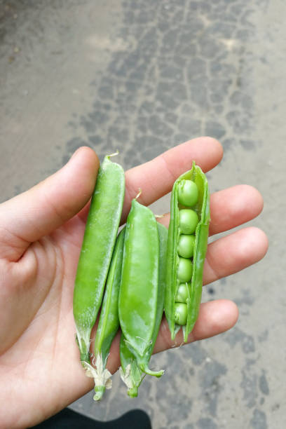 istock Green pea pods in hand. Vegetables, harvest. 2181900565