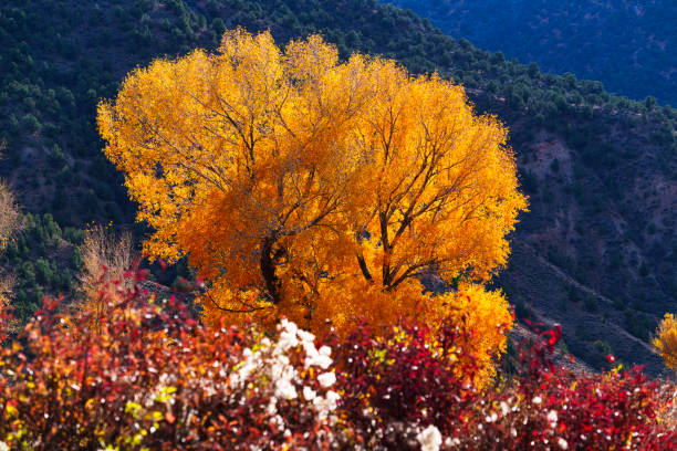 Cottonwood Trees Autumn Leaf Color - Scenic trees with fall colors nature scenic background.