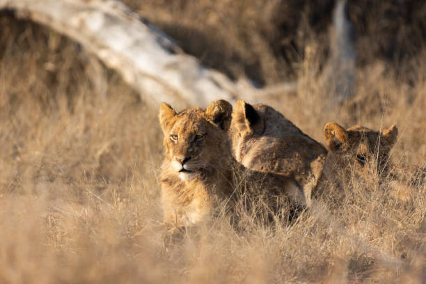istock Young lions warming up in the morning sun 2181902769