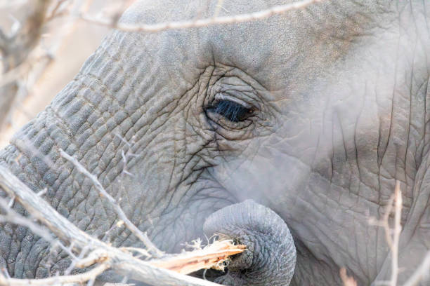 340+ African Elephant Eyelash Stock Photos, Pictures & Royalty