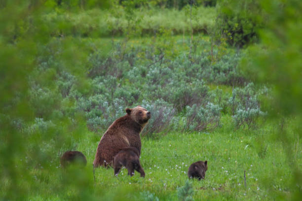 istock Grizzly 399 and cubs 2181903158