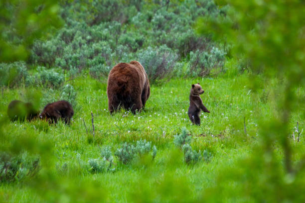 istock Grizzly 399 and Cubs 2181903276