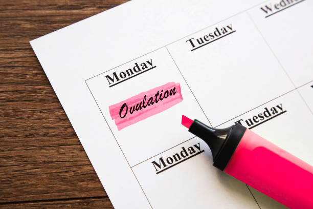 istock planner calendar monday with highlighted inscription text ovulation, concept of pregnancy planning 2181903980