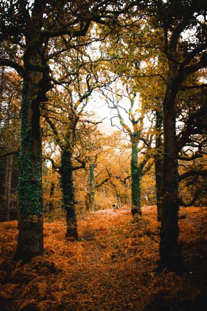 istock Serene autumn forest scene with vibrant foliage. 2181904833