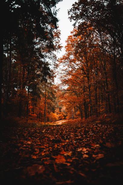 A serene forest path blanketed with autumn leaves, surrounded by vibrant fall foliage.