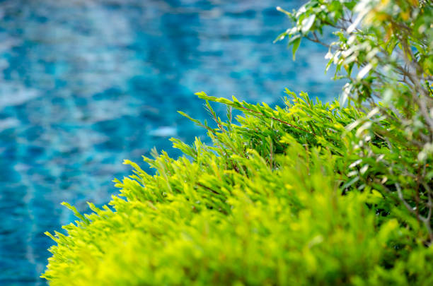 Close up of leaf garden with swimming pool background. With customizable space for text.