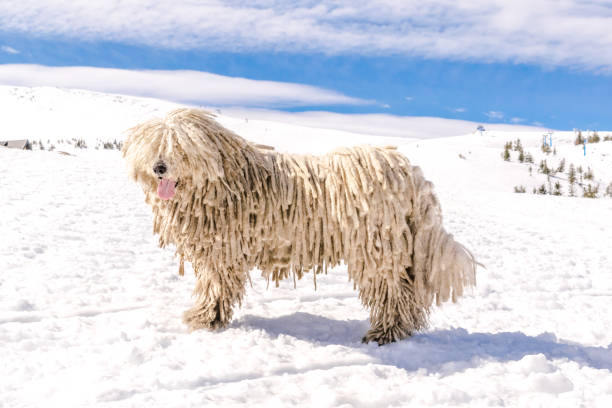 Puli ırkı köpekler