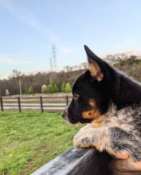 Cowboy corgi puppy looking over a fence
