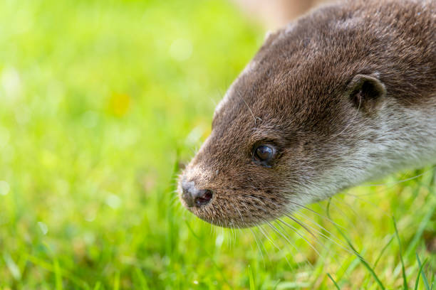 Close up head and shoulders of a cute Asian Short Clawed Otter (Amblonyx cinerea)