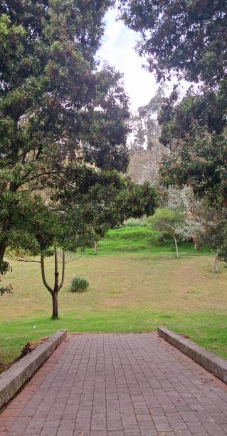 istock ramp down to the forest, tree and sky 2181910433