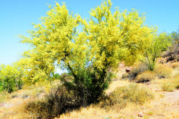 Mesquite Tree, Sonoran Desert, Arizona