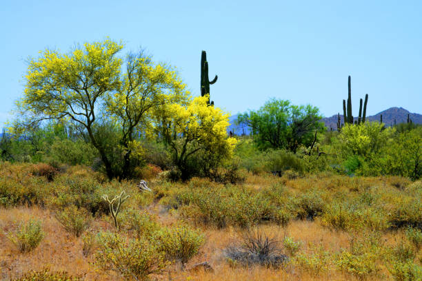 A blooming saguaro cactus and palo verde trees.