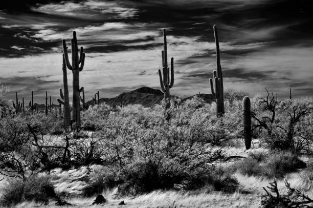 istock Sonora Desert Arizona in Infrared 2181911301