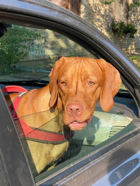 istock Shot on Mobile-Hungarian Vizsla dog 2181911907