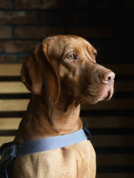 Closeup shot of a Hungarian Vizsla dog looking through a window