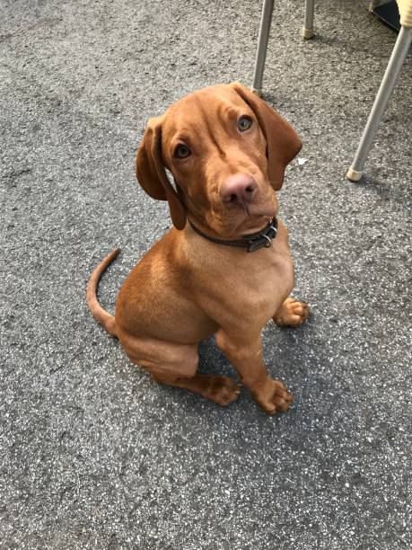 istock Shot on Mobile-Hungarian Vizsla dog 2181911929