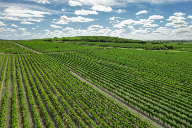 istock Vineyards of Cognac 2181912013