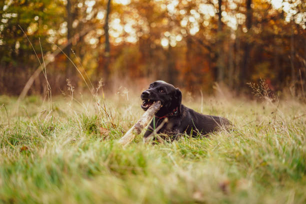 Black dog playing on the grass. Close up.