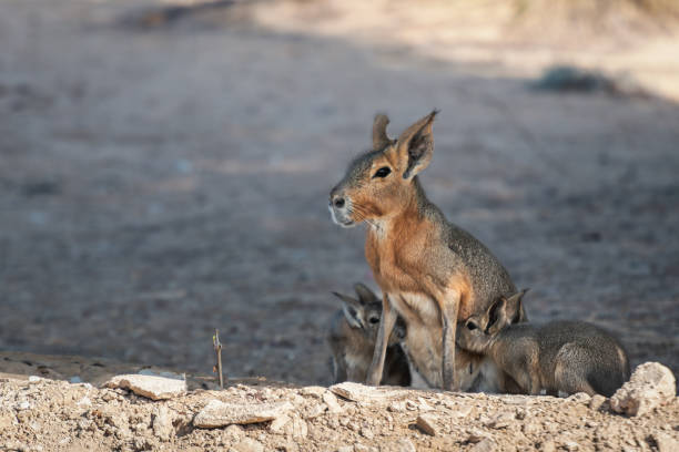 istock PATAGONIAN MARA AND TWO BABIES QUALITY TIME SUCKLING LACTATE MILK 2181912701