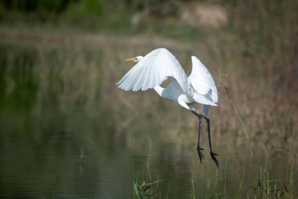 istock WHITE BEAUTIFUL BIRD WHITE EGRET TAKE OFF IN A LAKE 2181912954