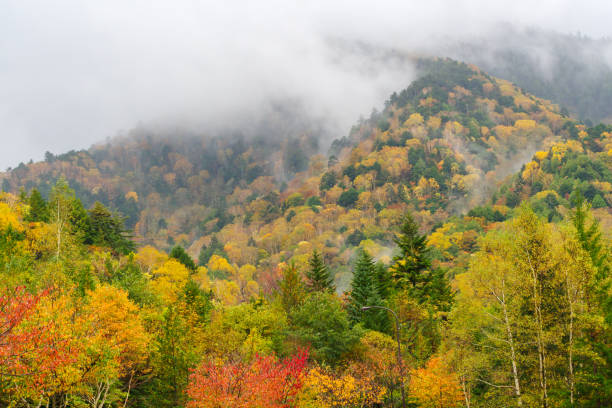 istock Autumn leaves on the mountain (Hirayu, Okuhida Onsenkyo, Takayama City, Gifu Prefecture) 2181912976