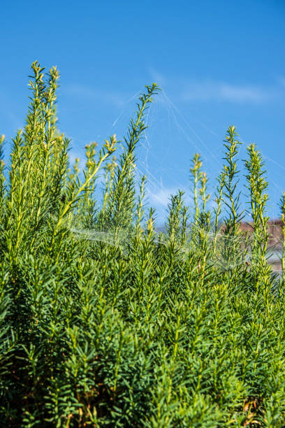 a yew hedge on a bright summer day covered with spider silk