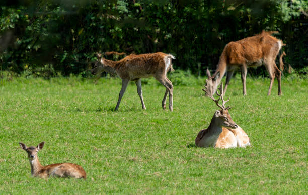 istock Red deer stag lying on grass with does in the background 2181914383