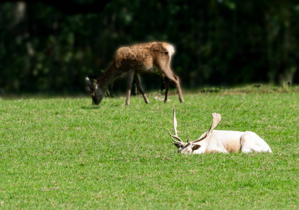 Portrait of a white fallow deer stag.