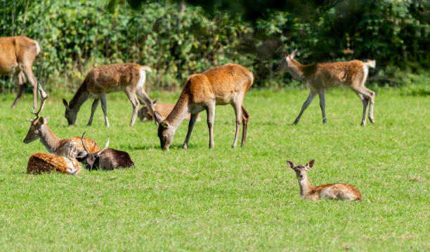 istock Fallow deer stag lying on grass with red deer does in the background 2181914557