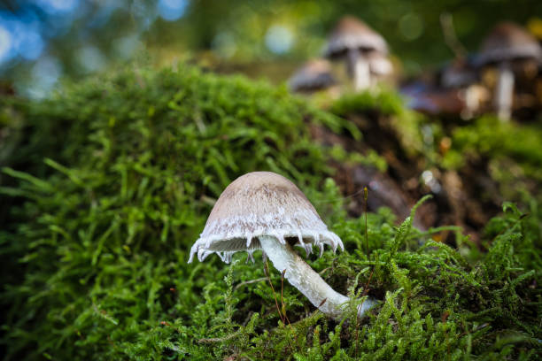 istock A view of mushrooms in a hollow tree 2181917161