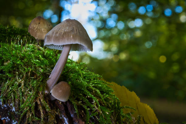 istock A view of mushrooms in a hollow tree 2181917217