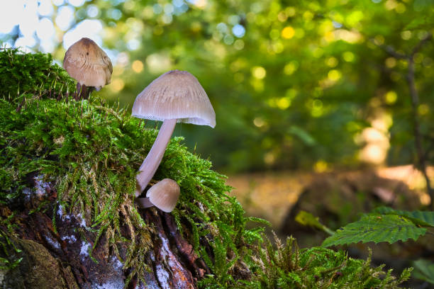 istock A view of mushrooms in a hollow tree 2181917256