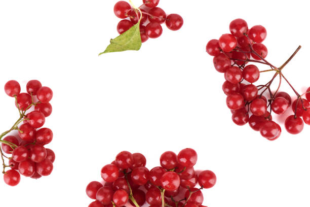 Top view of ripe viburnum bunches on white background with space for text. Autumn berries.