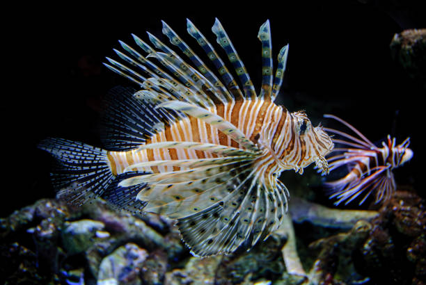 istock Lion Fish on the prowl 2181917690