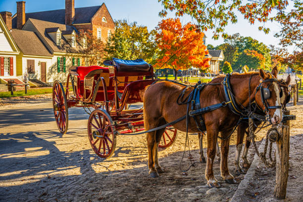 White horse stapped in a wedding carriage