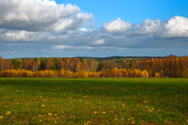 beautiful mountain valley with yellow birch trees on a cloudy sunny day