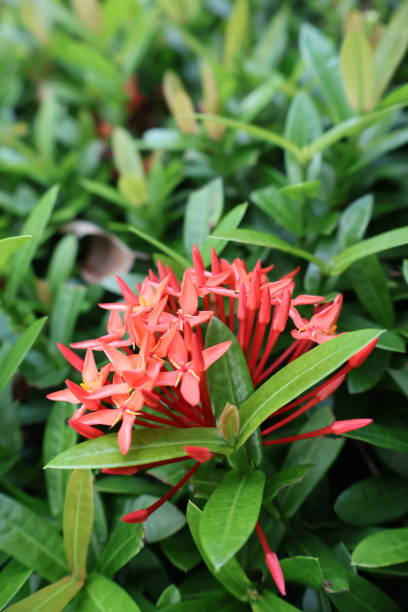 istock Needle flowers blooming bright soft blur in garden Thailand 2181918082