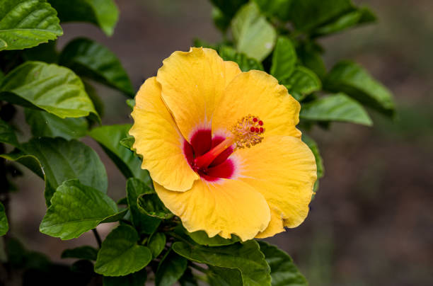 Yellow Hibiscus in the Garden