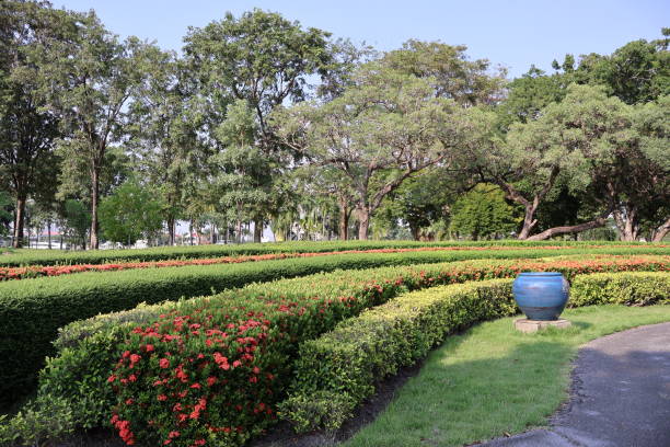 Needle flowers blooming bright  in garden Thailand