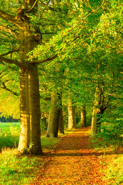 istock Autumn forest path sunset at the Veluwe 2181919909