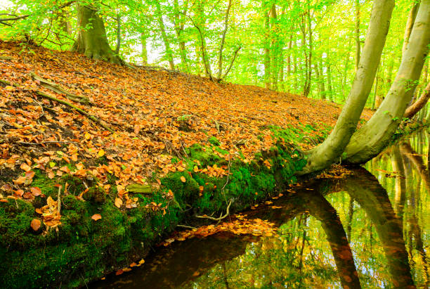 Autumn forest sunset at the Zilverbeek (Silvercreek) in the Hulshorst forest in the Veluwe nature reserve in Gelderland, Netherlands.