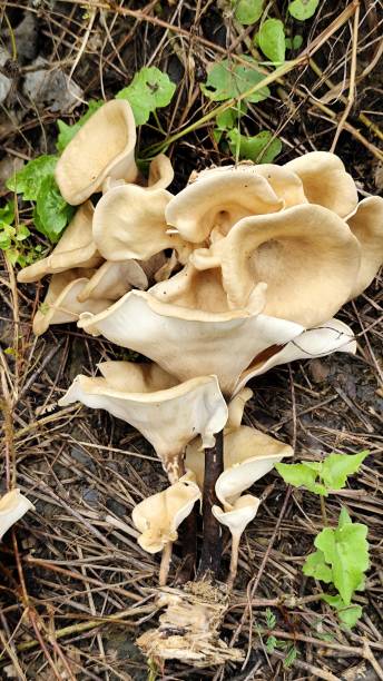 istock Big Brown lentinus sajor caju in Borneo 2181920721